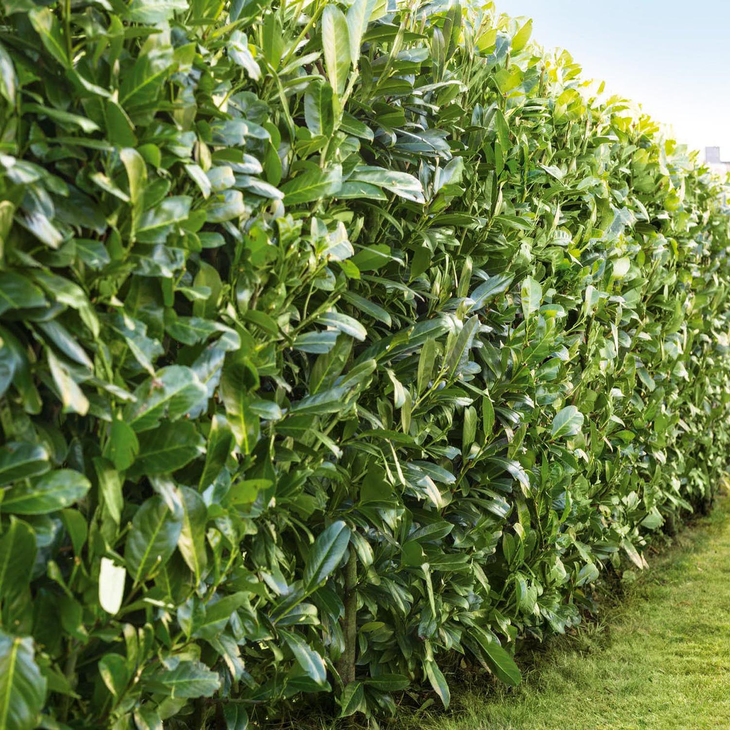 Laur Englezesc Vesnic Verde Caucasica (Laurocires), cu flori parfumate, vesnic verde, gard viu rapid, rezistent la boli, frig si caldura - Image 5
