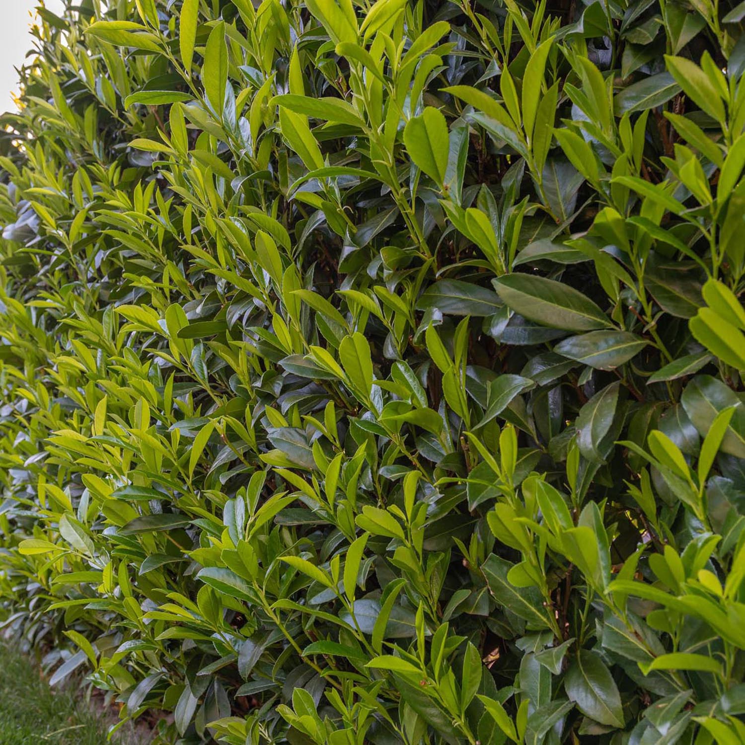 Laur Englezesc Vesnic Verde Caucasica (Laurocires), cu flori parfumate, vesnic verde, gard viu rapid, rezistent la boli, frig si caldura - Image 6