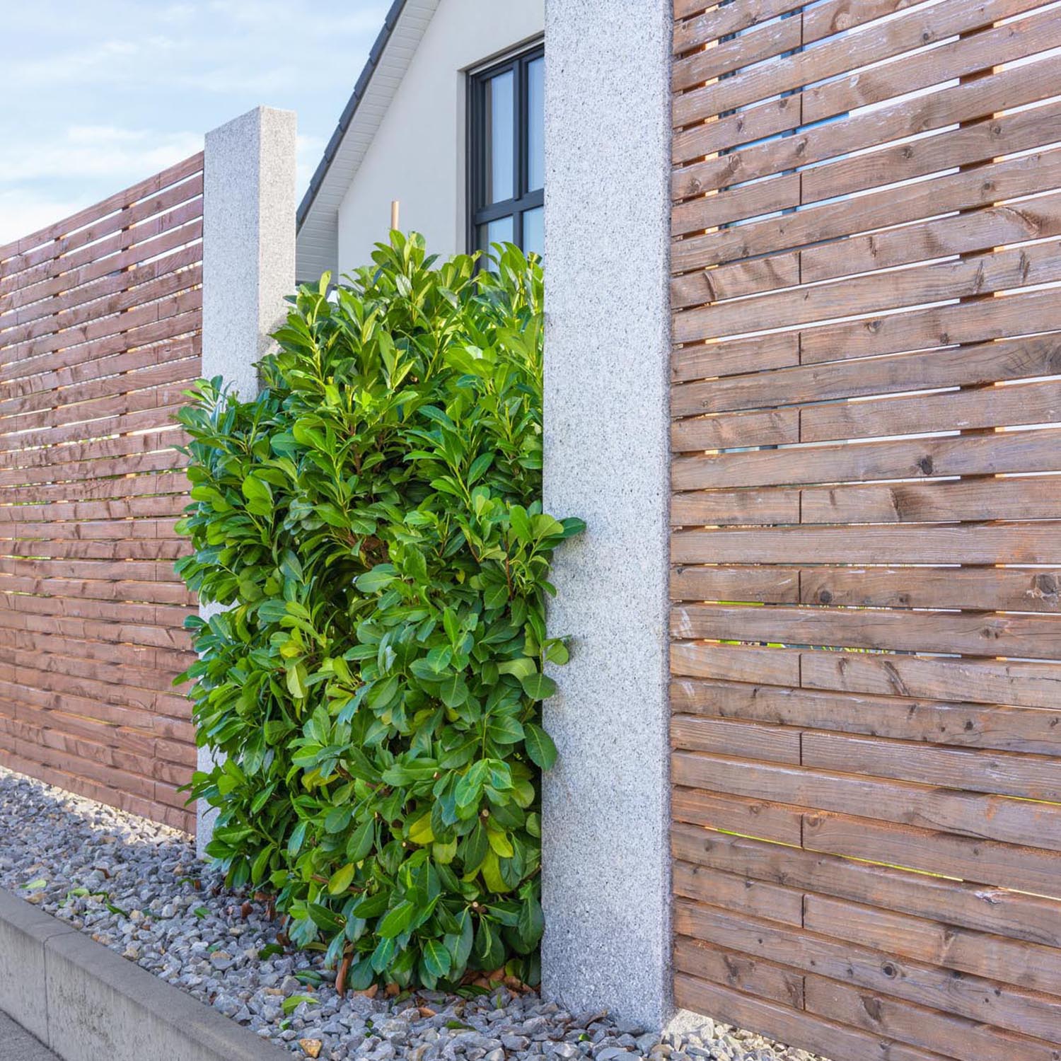 Laur Englezesc Vesnic Verde Caucasica (Laurocires), cu flori parfumate, vesnic verde, gard viu rapid, rezistent la boli, frig si caldura - Image 7