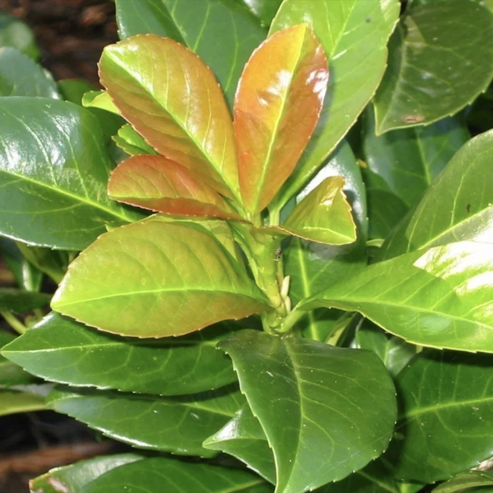 Laur Englezesc Vesnic Verde Etna (Laurocires), gard viu vesnic verde pentru gradina, frunze lucioase rosiatice primavara, rezistent iarna, flori parfumate albe - Image 10