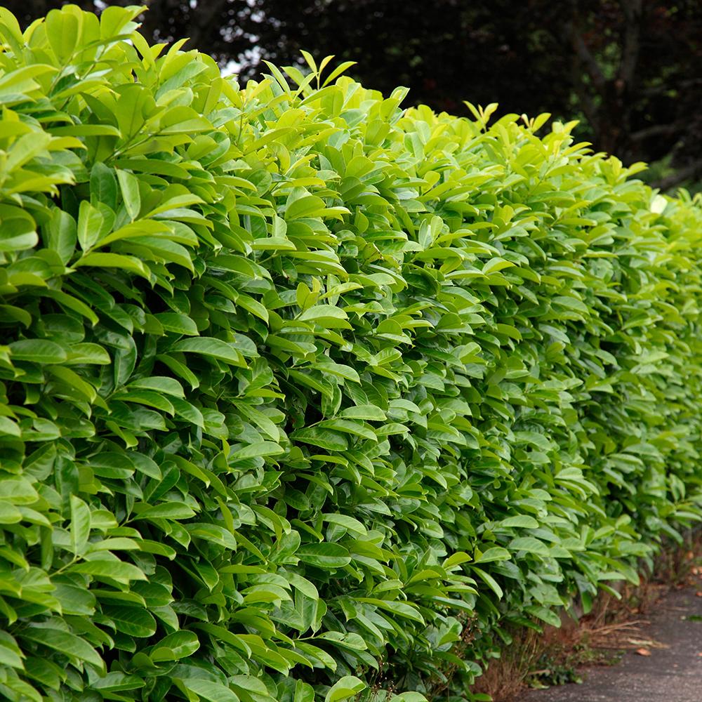 Laur Englezesc Vesnic Verde Etna (Laurocires), gard viu vesnic verde pentru gradina, frunze lucioase rosiatice primavara, rezistent iarna, flori parfumate albe - Image 4