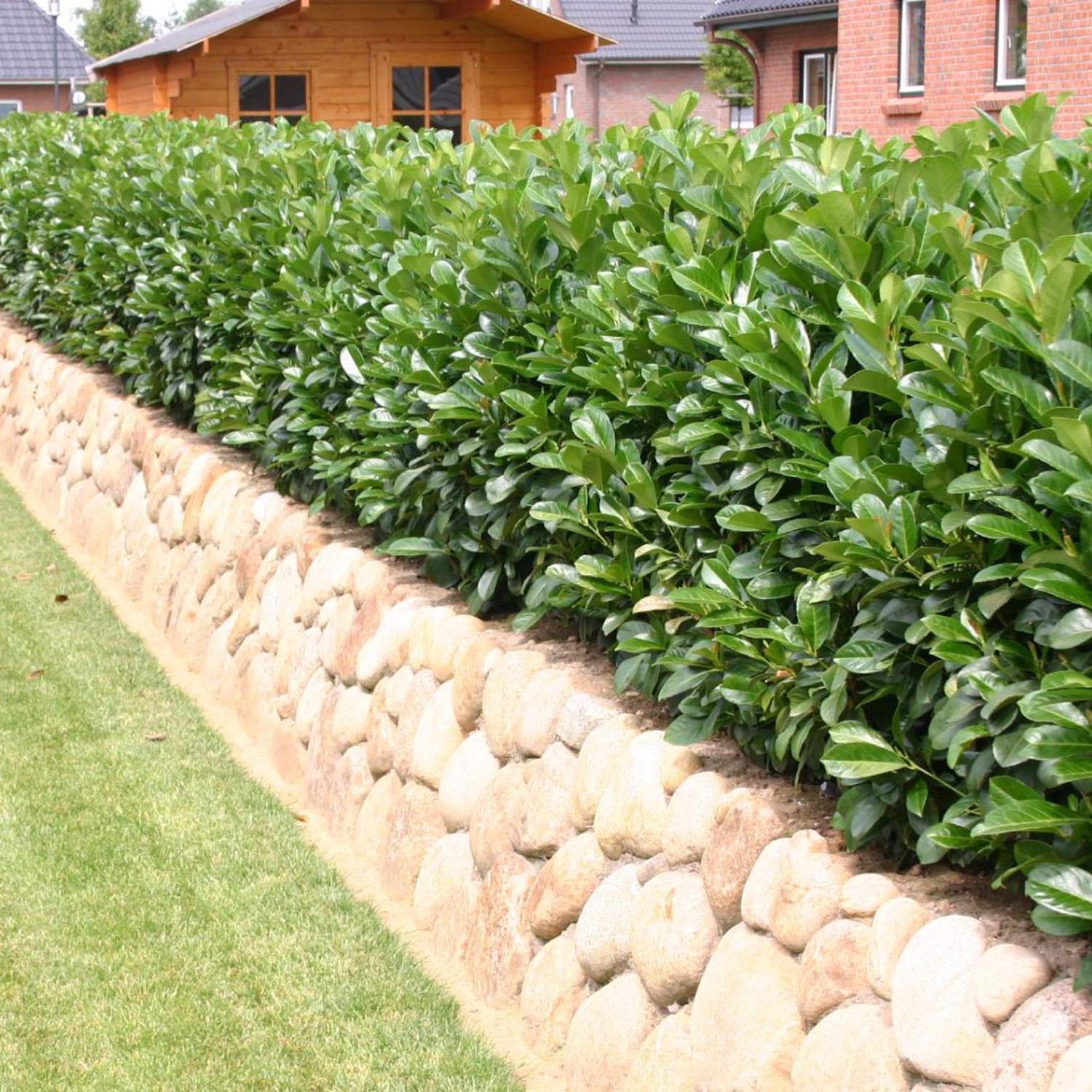 Laur Englezesc Vesnic Verde Etna (Laurocires), gard viu vesnic verde pentru gradina, frunze lucioase rosiatice primavara, rezistent iarna, flori parfumate albe - Image 5