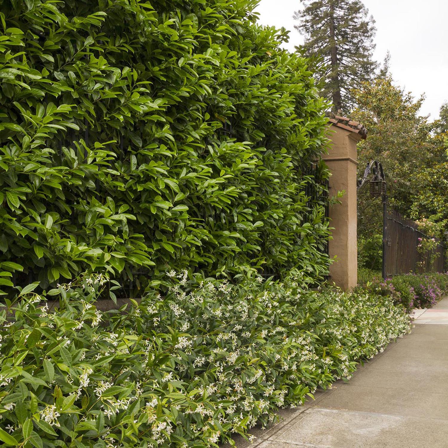 Laur Englezesc Vesnic Verde Etna (Laurocires), gard viu vesnic verde pentru gradina, frunze lucioase rosiatice primavara, rezistent iarna, flori parfumate albe - Image 6