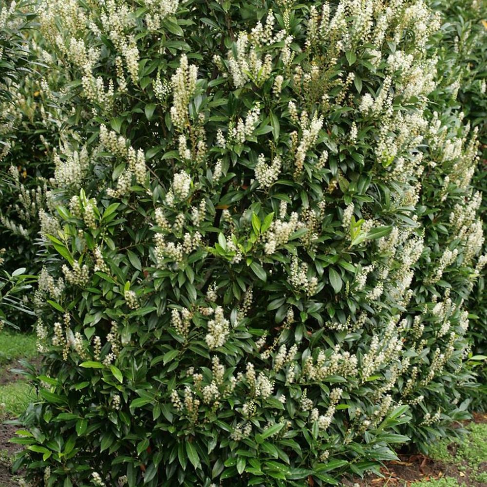 Laur Englezesc Vesnic Verde Green Torch (Laurocires), Gard Viu cu Flori - Image 3