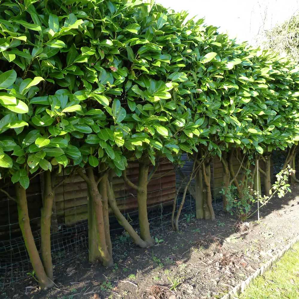 Laur Englezesc Vesnic Verde Green Torch (Laurocires), Gard Viu cu Flori - Image 4