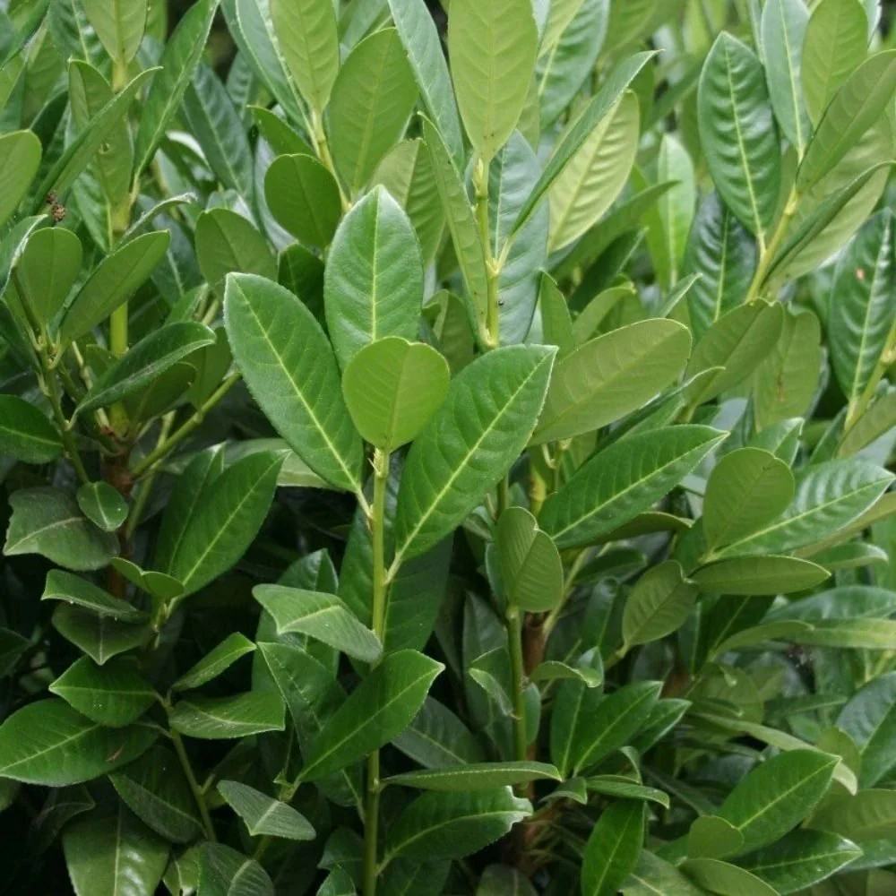 Laur Englezesc Vesnic Verde Green Torch (Laurocires), Gard Viu cu Flori - Image 5