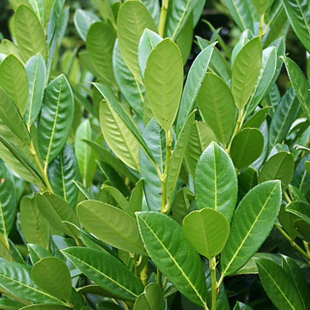 Laur Englezesc Vesnic Verde Green Torch (Laurocires), Gard Viu cu Flori - Image 6