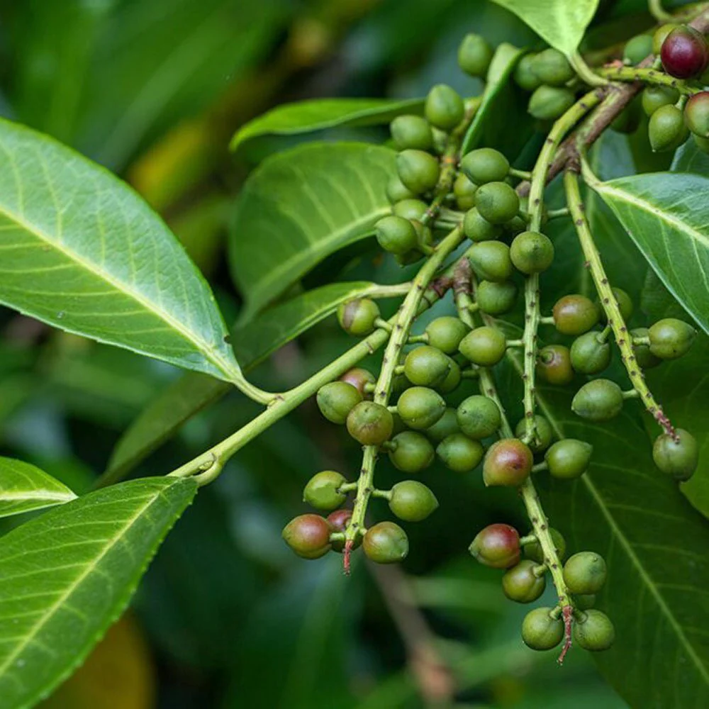 Laur Englezesc Vesnic Verde Green Torch (Laurocires), Gard Viu cu Flori - Image 7