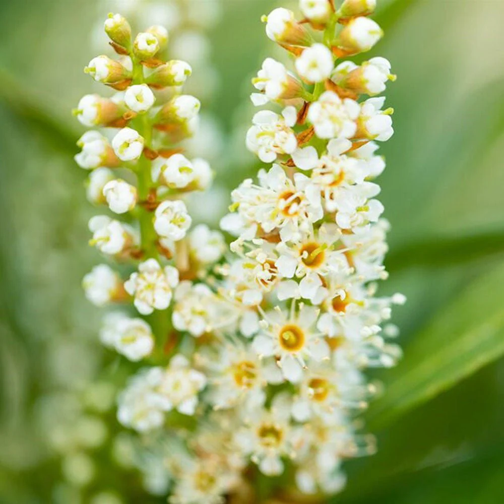 Laur Englezesc Vesnic Verde Green Torch (Laurocires), Gard Viu cu Flori - Image 8