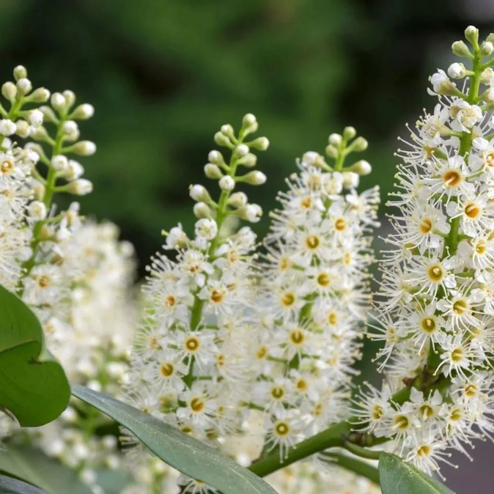 Laur Englezesc Vesnic Verde Green Torch (Laurocires), Gard Viu cu Flori - Image 9