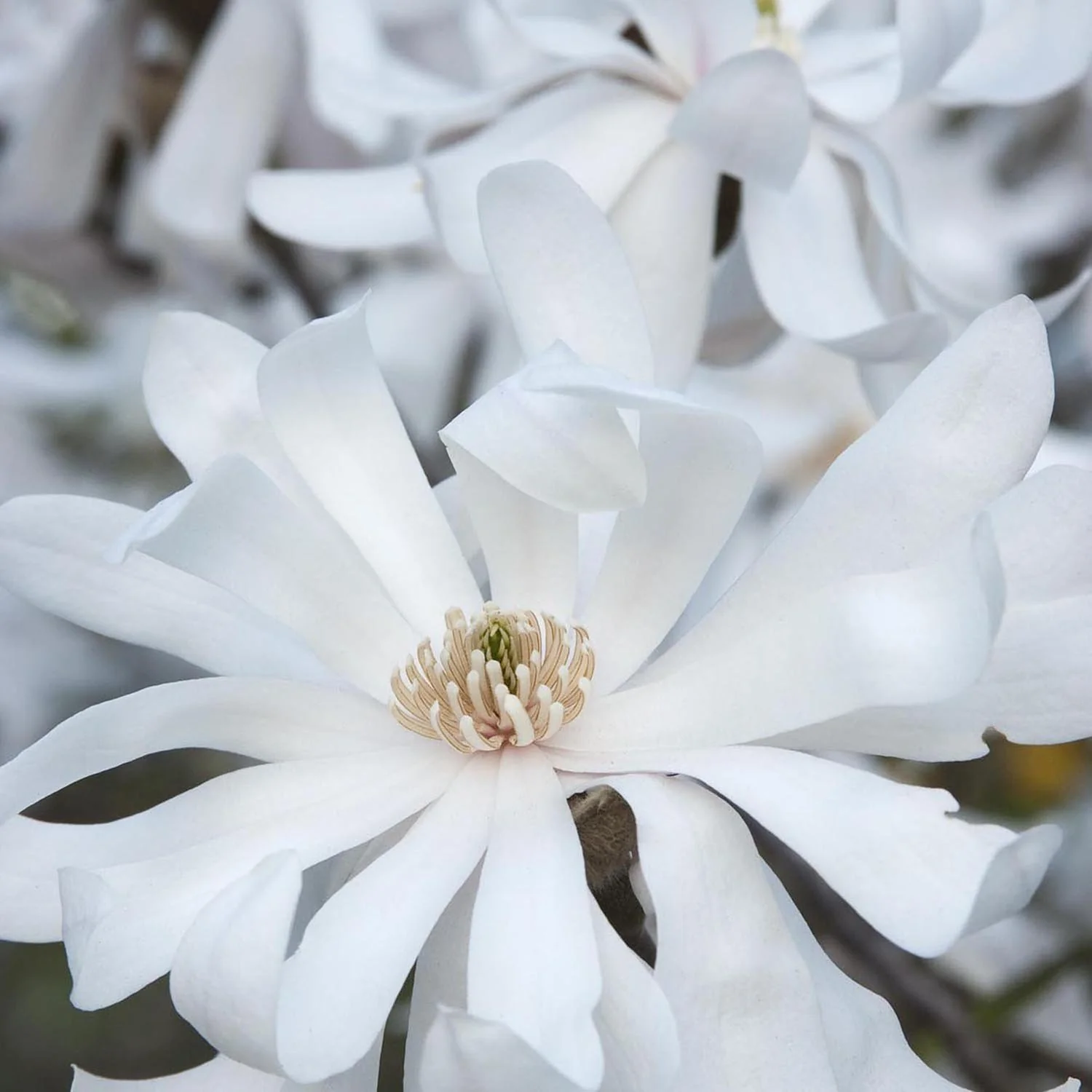 Magnolie Royal Star, flori albe duble si parfumate - Image 3
