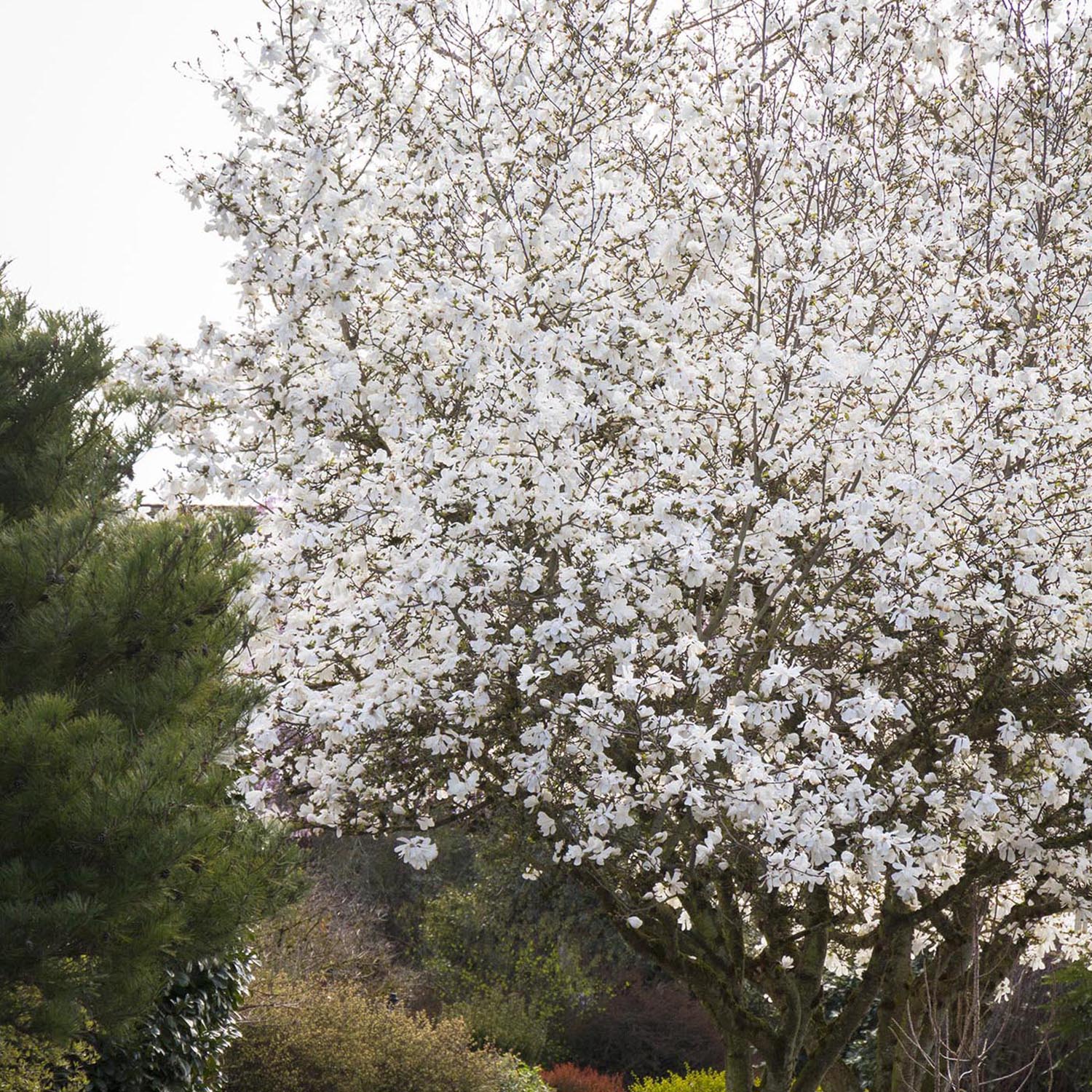 Magnolie Royal Star, flori albe duble si parfumate - Image 5