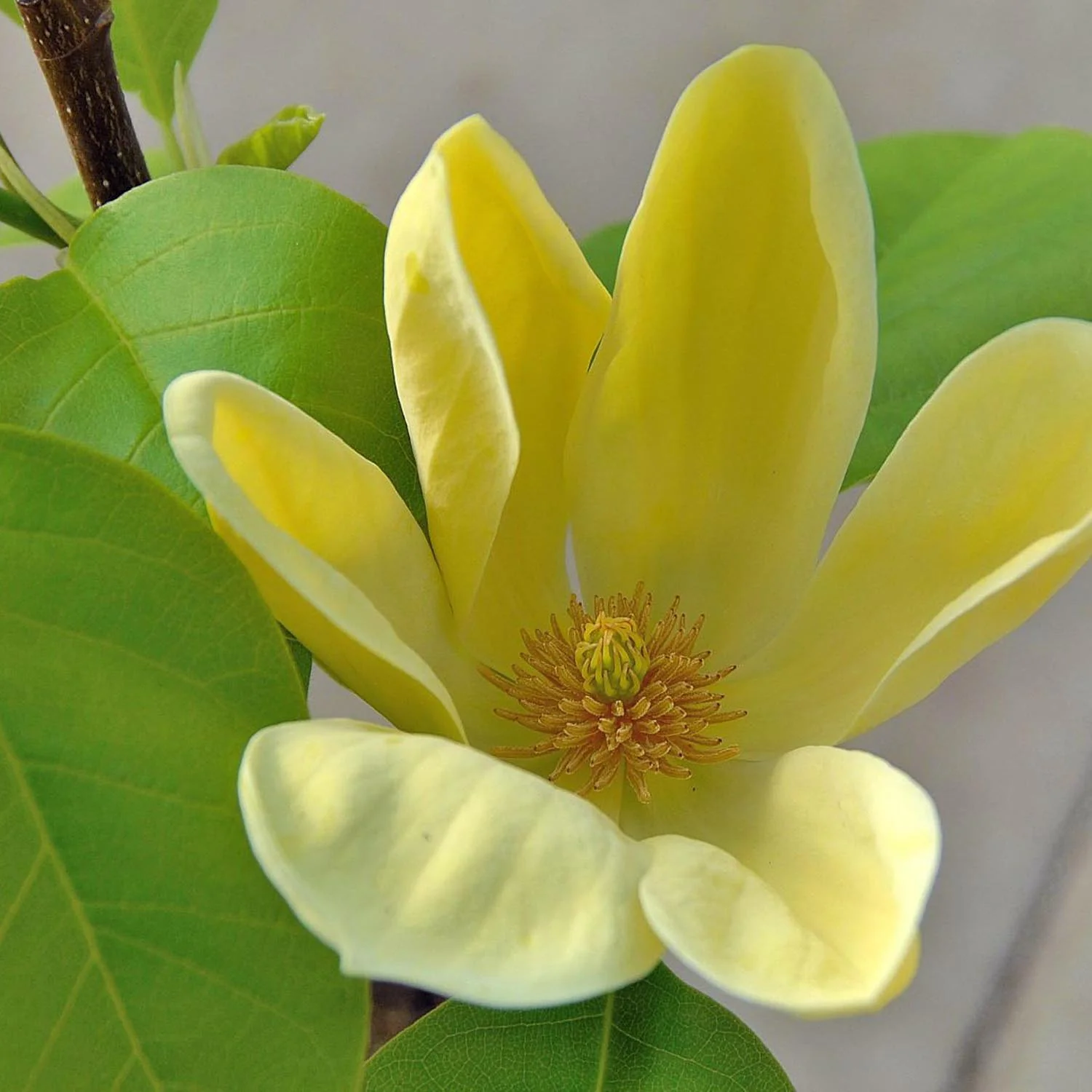 Magnolie Yellow Bird, flori galbene vibrante, arbust ornamental rezistent - Image 4