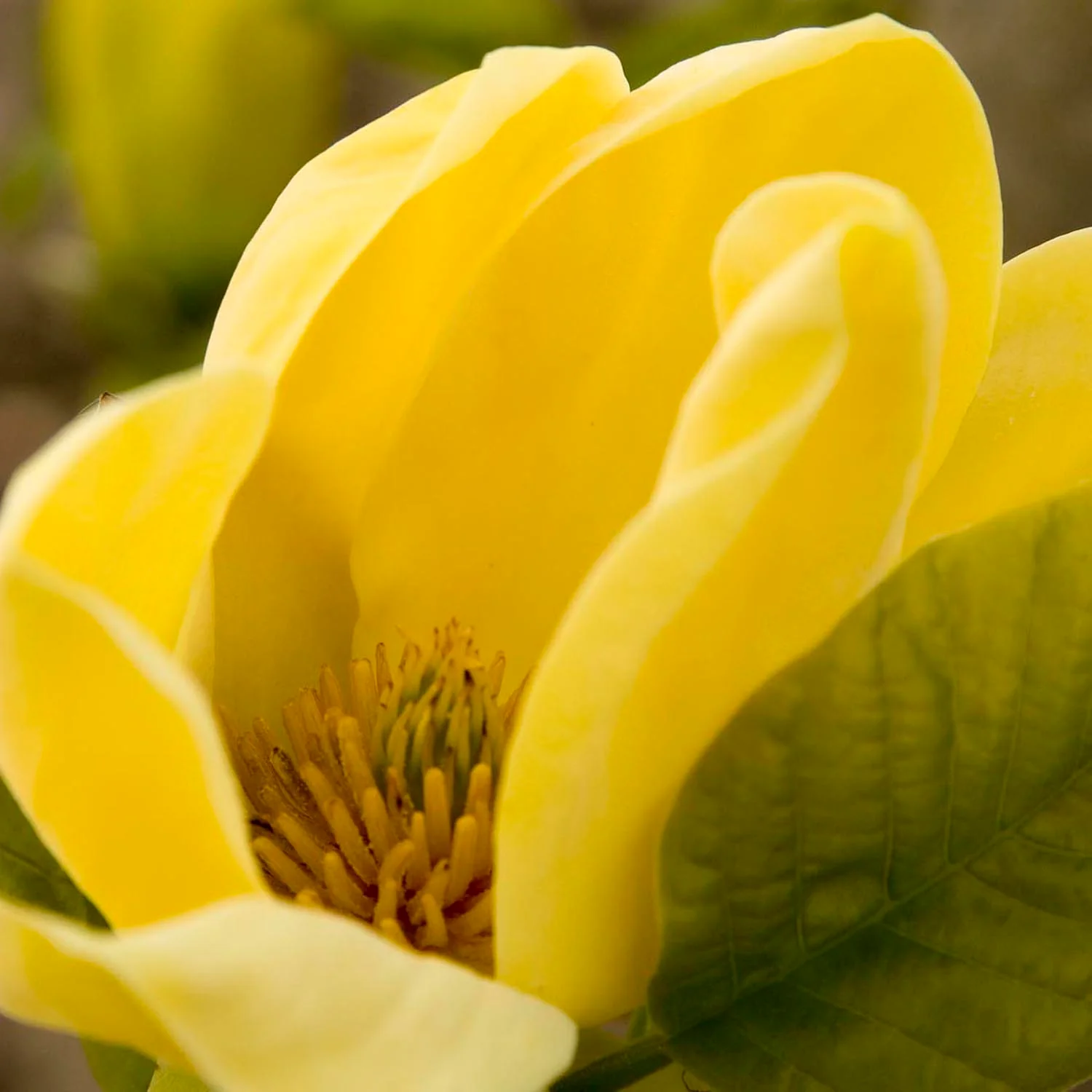 Magnolie Yellow Bird, flori galbene vibrante, arbust ornamental rezistent - Image 5