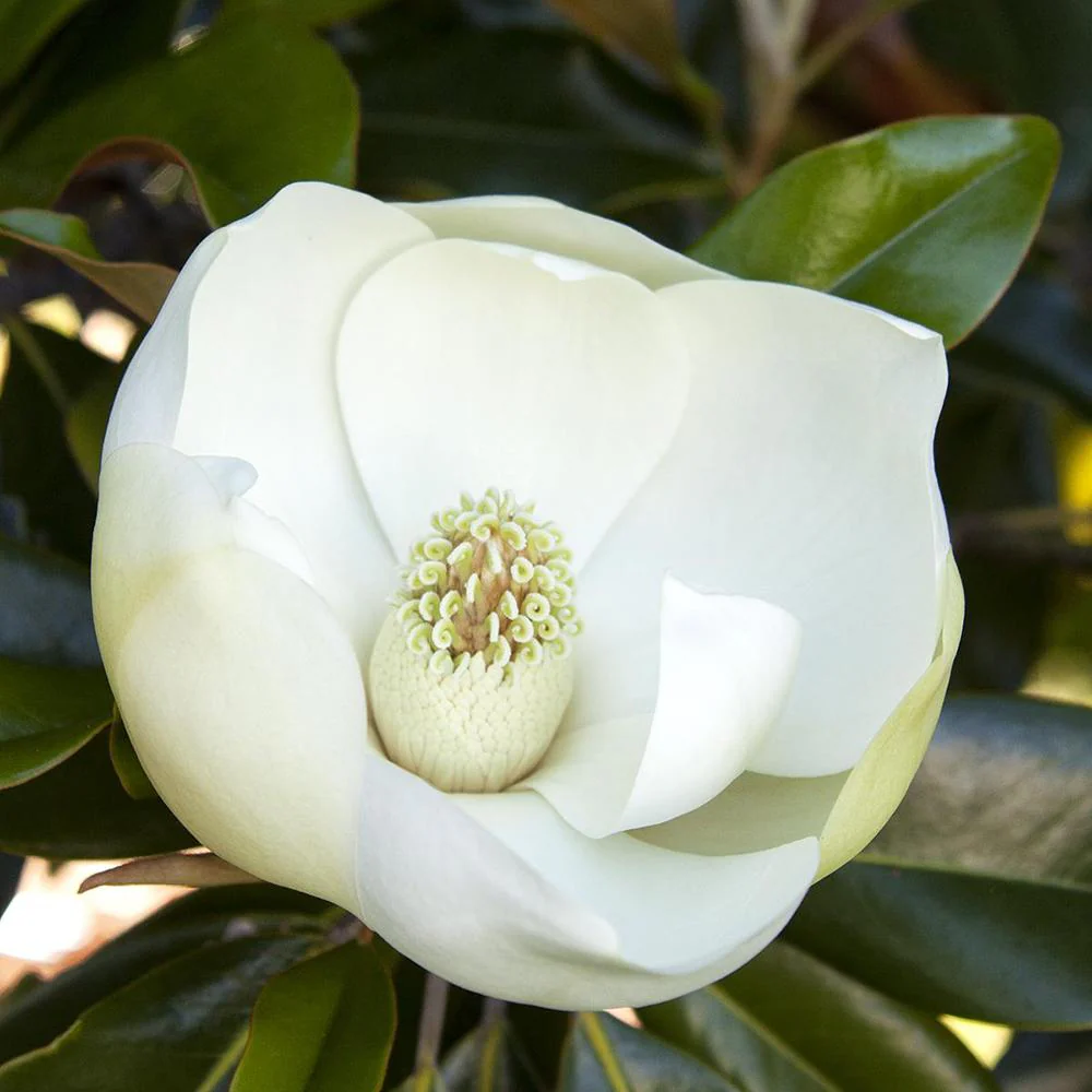 Magnolie Grandiflora Little Gem,magnolie vesnic verde compacta, flori albe parfumate, frunze lucioase cu revers brun, ideala pentru gard viu si ghivece mari - Image 11