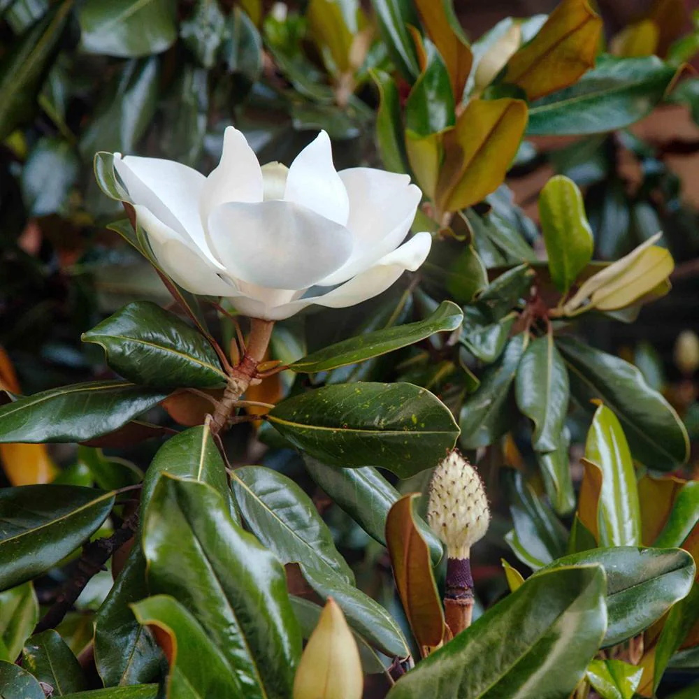 Magnolie Grandiflora Little Gem,magnolie vesnic verde compacta, flori albe parfumate, frunze lucioase cu revers brun, ideala pentru gard viu si ghivece mari - Image 12