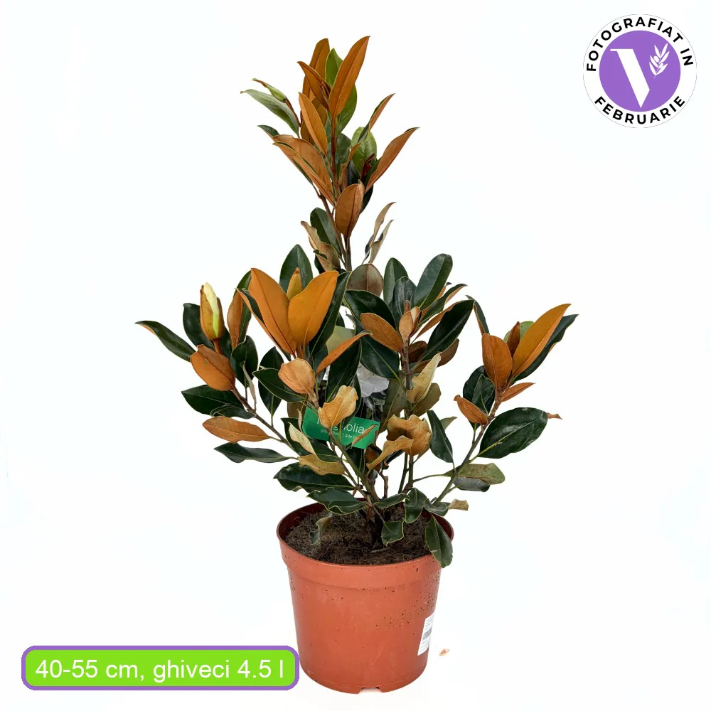 Magnolie Grandiflora Little Gem,magnolie vesnic verde compacta, flori albe parfumate, frunze lucioase cu revers brun, ideala pentru gard viu si ghivece mari - Image 13