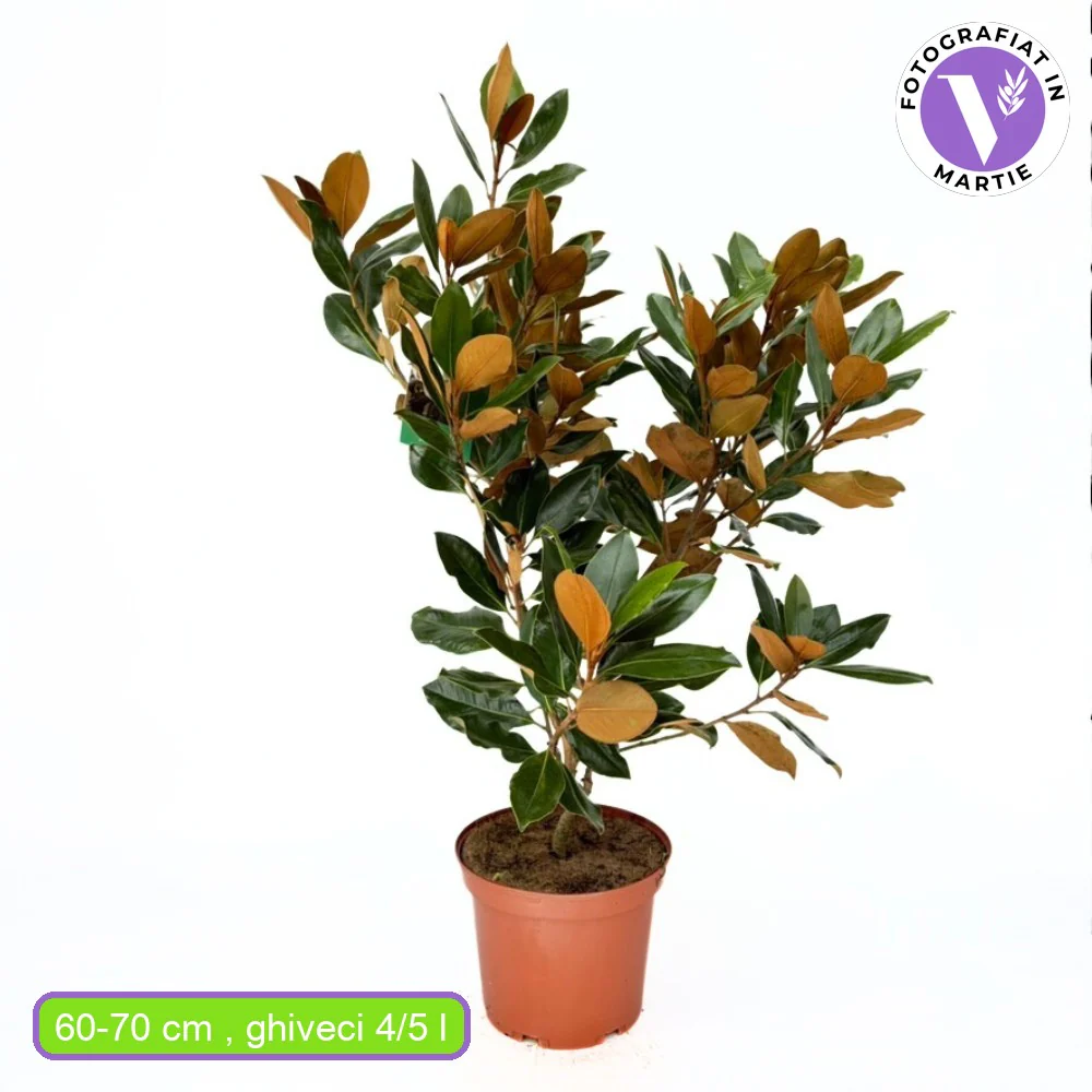 Magnolie Grandiflora Little Gem,magnolie vesnic verde compacta, flori albe parfumate, frunze lucioase cu revers brun, ideala pentru gard viu si ghivece mari - Image 14