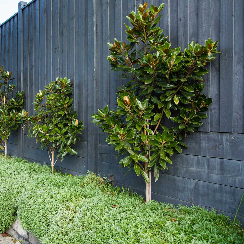 Magnolie Grandiflora Little Gem,magnolie vesnic verde compacta, flori albe parfumate, frunze lucioase cu revers brun, ideala pentru gard viu si ghivece mari - Image 5