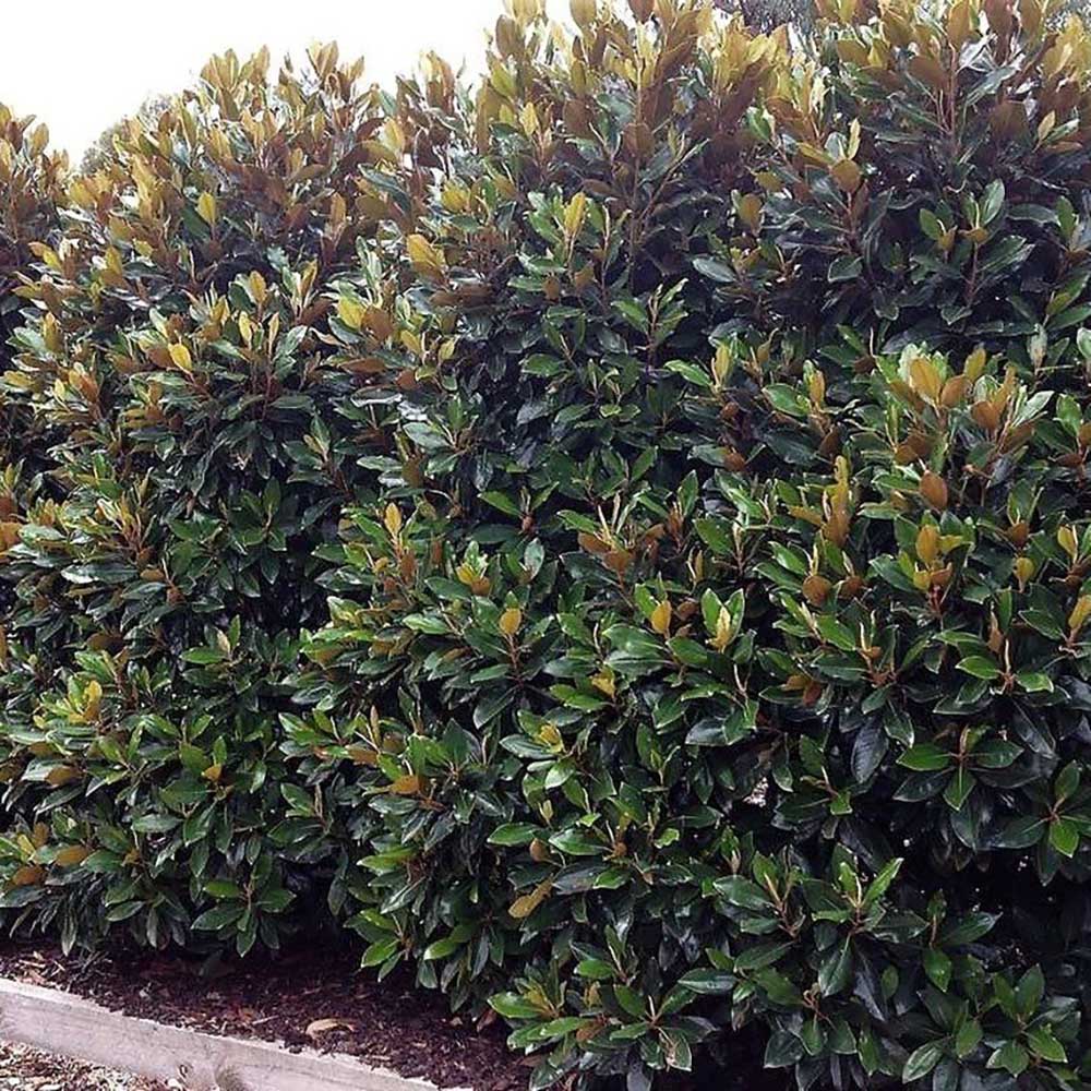 Magnolie Grandiflora Little Gem,magnolie vesnic verde compacta, flori albe parfumate, frunze lucioase cu revers brun, ideala pentru gard viu si ghivece mari - Image 7