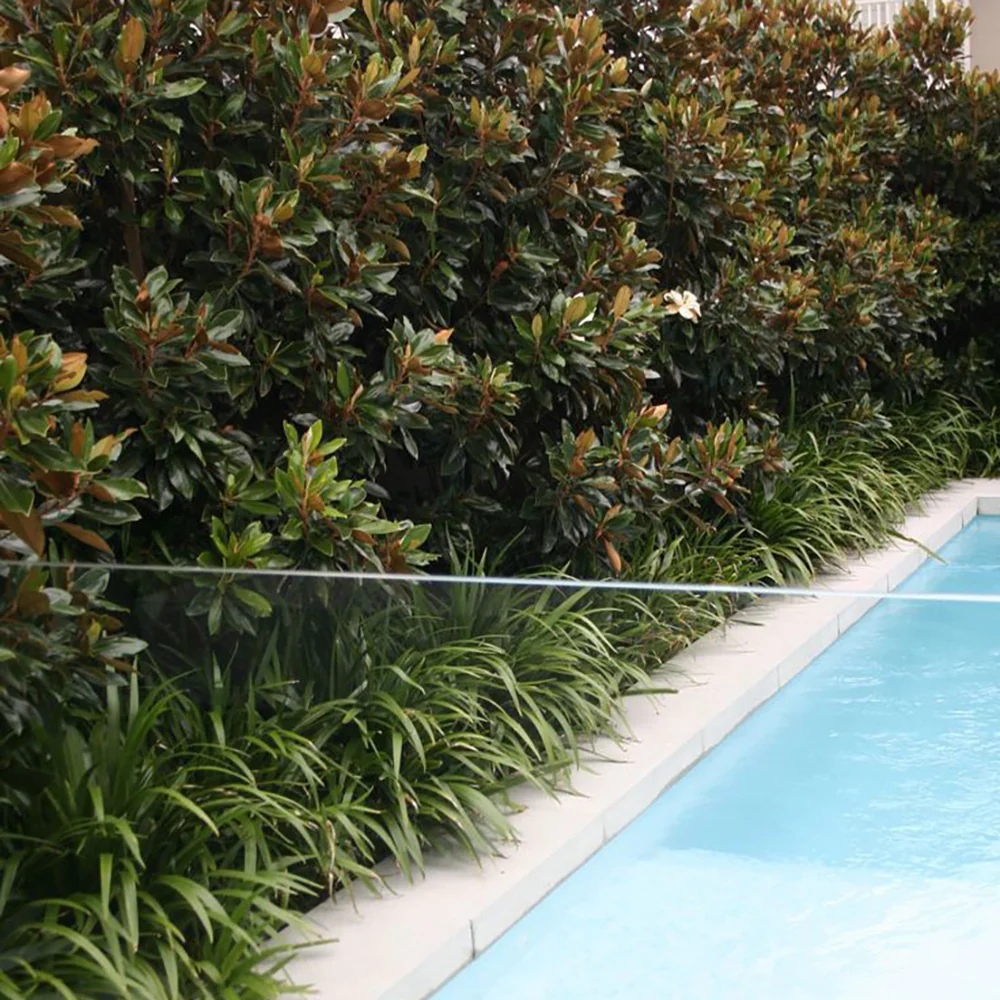 Magnolie Grandiflora Little Gem,magnolie vesnic verde compacta, flori albe parfumate, frunze lucioase cu revers brun, ideala pentru gard viu si ghivece mari - Image 9