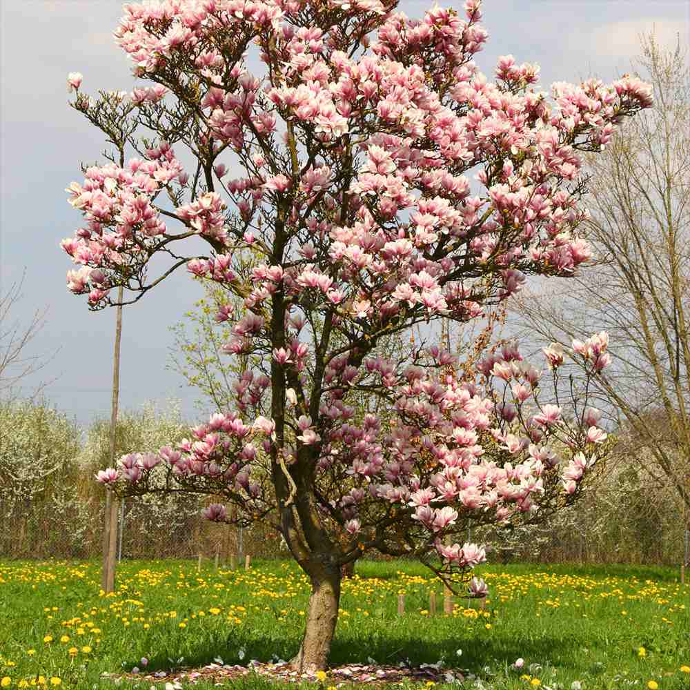 Magnolie soulangeana Heaven Scent, flori parfum intens roz alb, arbust ornamental elegant - Image 7