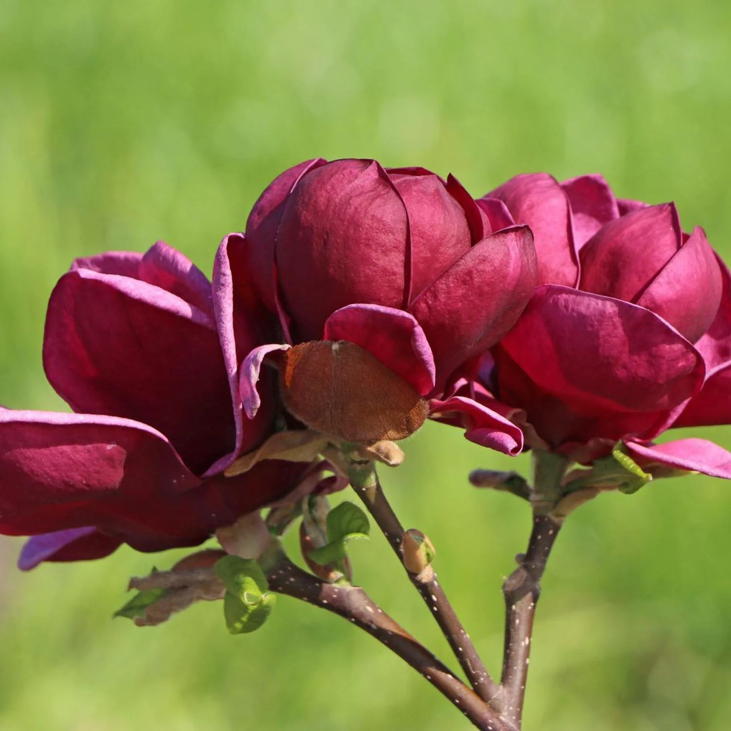 Magnolie Genie, flori violet inchis parfumate, arbust ornamental compact - Image 3