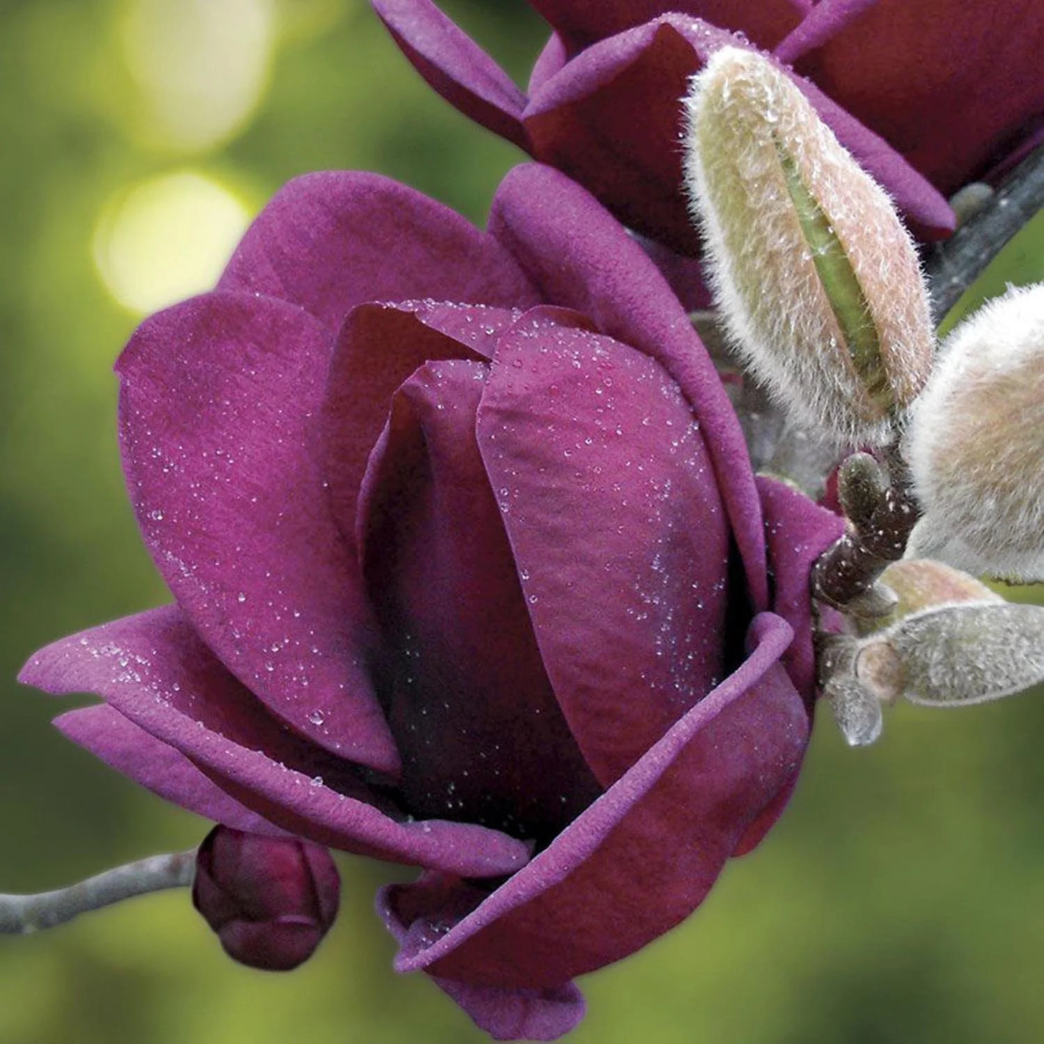 Magnolie Genie, flori violet inchis parfumate, arbust ornamental compact - Image 4