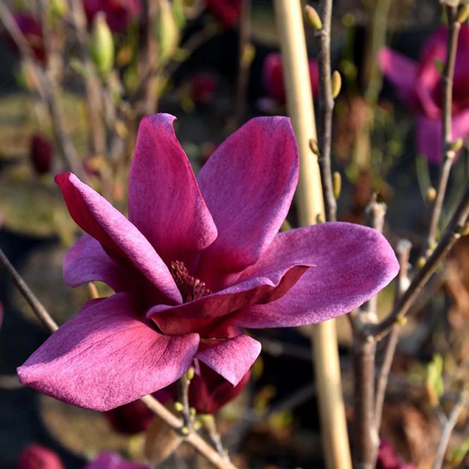 Magnolie Genie, flori violet inchis parfumate, arbust ornamental compact - Image 5