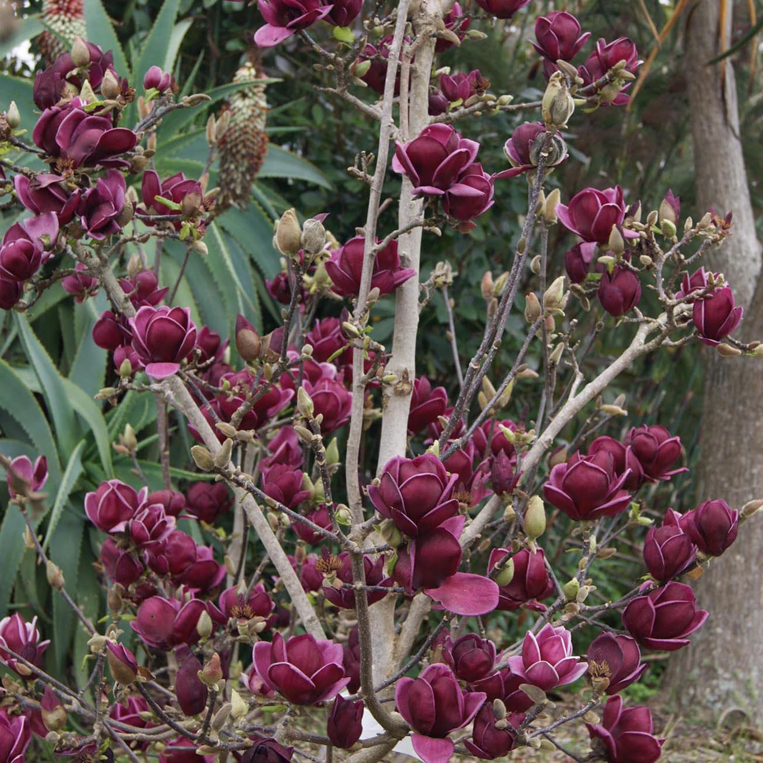 Magnolie Genie, flori violet inchis parfumate, arbust ornamental compact - Image 7