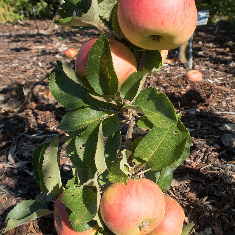 Mar Bramley'S Seeding - Image 3