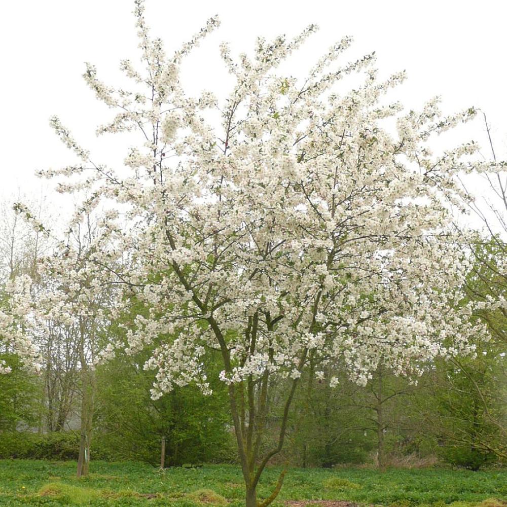 Mar Evereste - Image 3