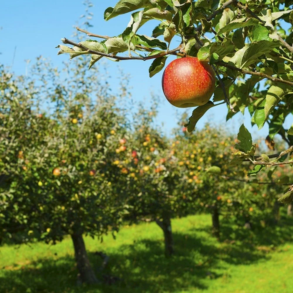 Mar Jonagold (Malus domestica), cu fructe dulci-acrisor, an 3 pe rod - Image 5