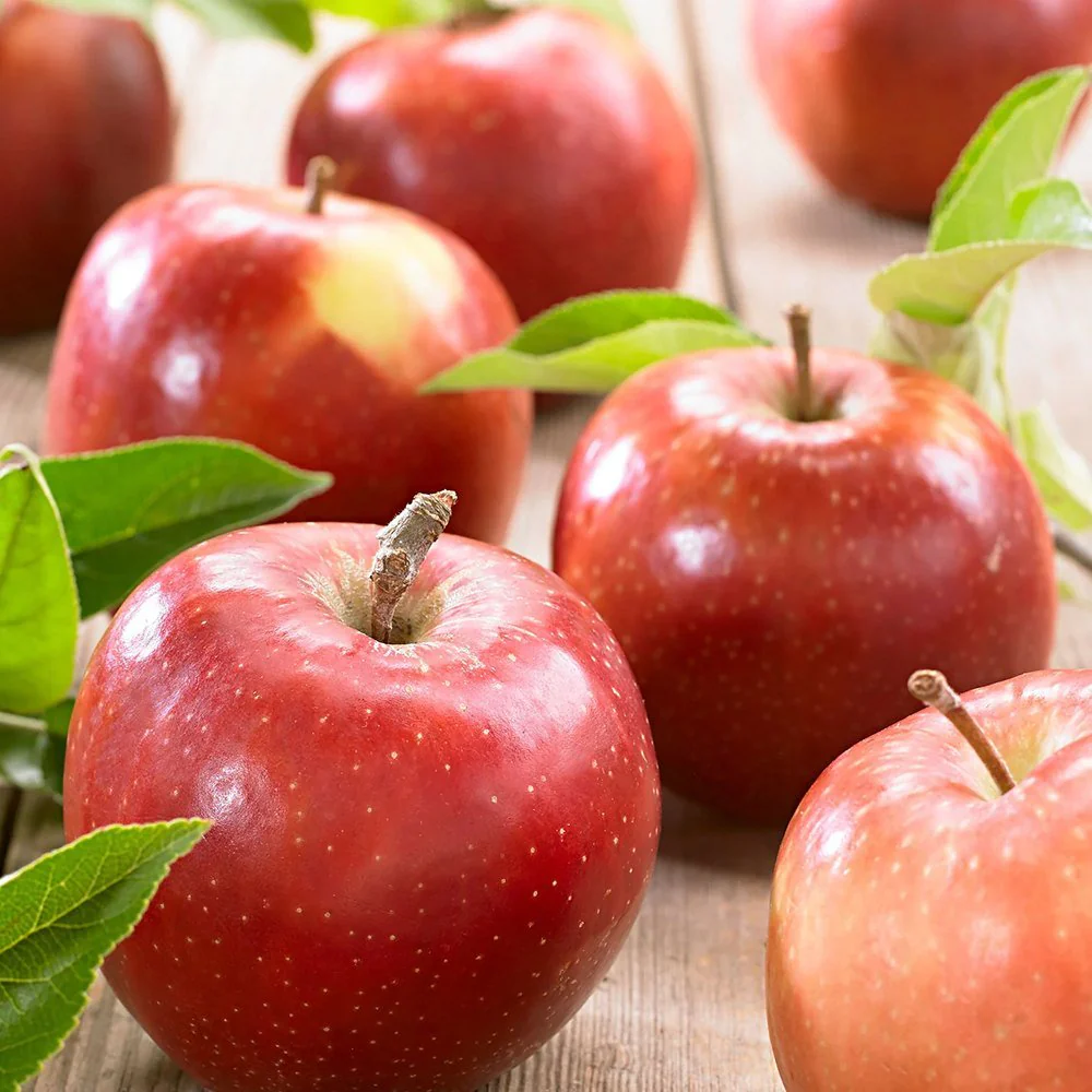 Mar Jonagold (Malus domestica), cu fructe dulci-acrisor, an 3 pe rod - Image 8