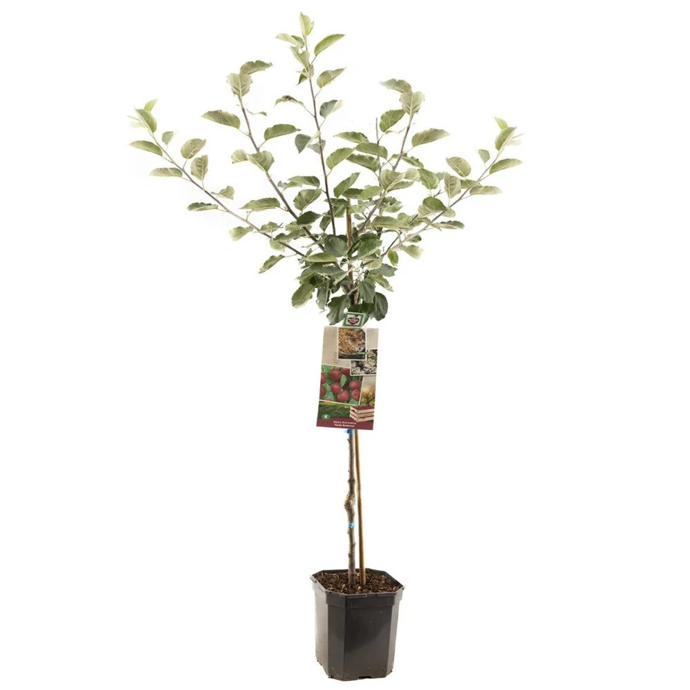 Mar Rode Boskoop (Malus), cu fructe dulci rosii, an 3 pe rod - Image 7