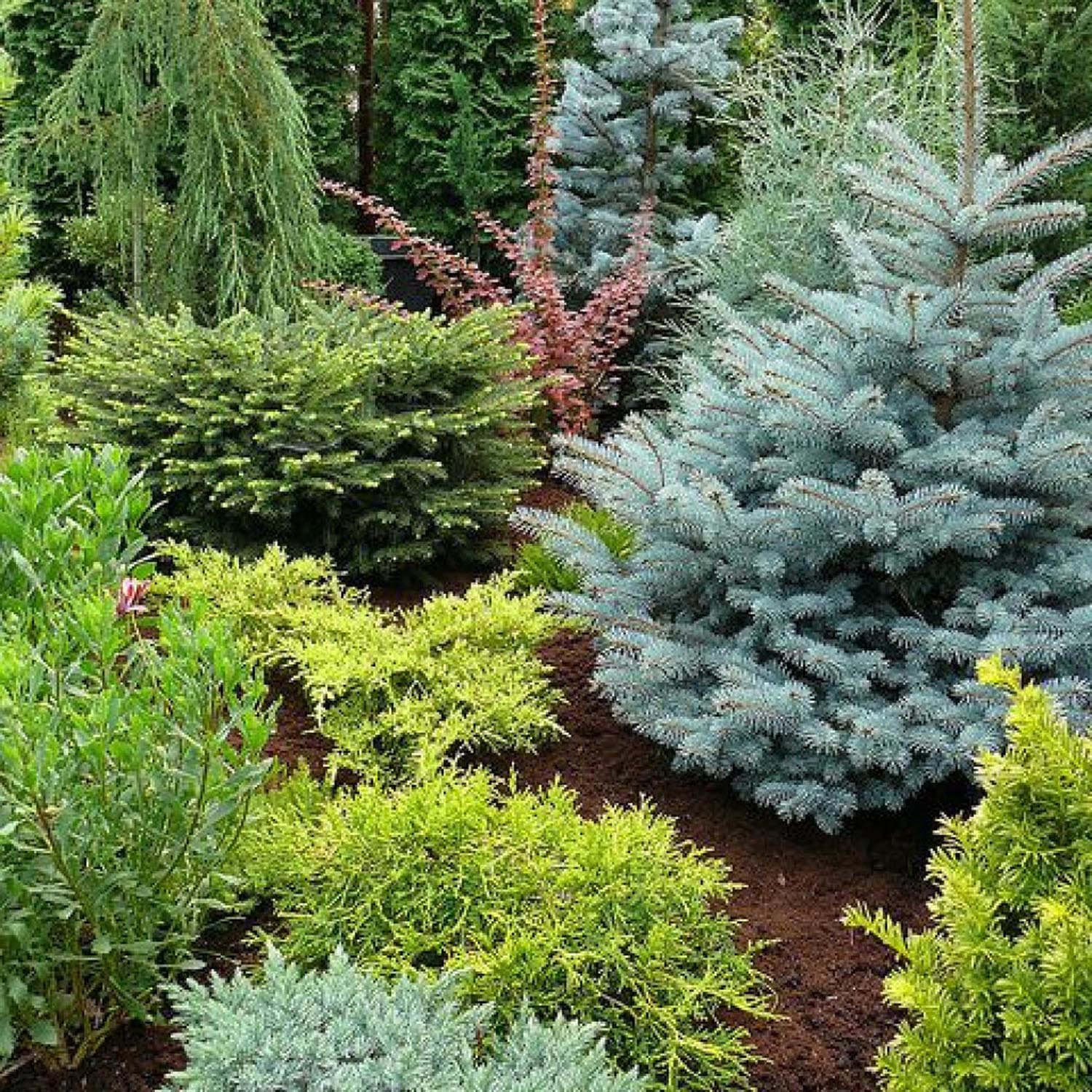 Molid Argintiu Blue Diamond - Image 3