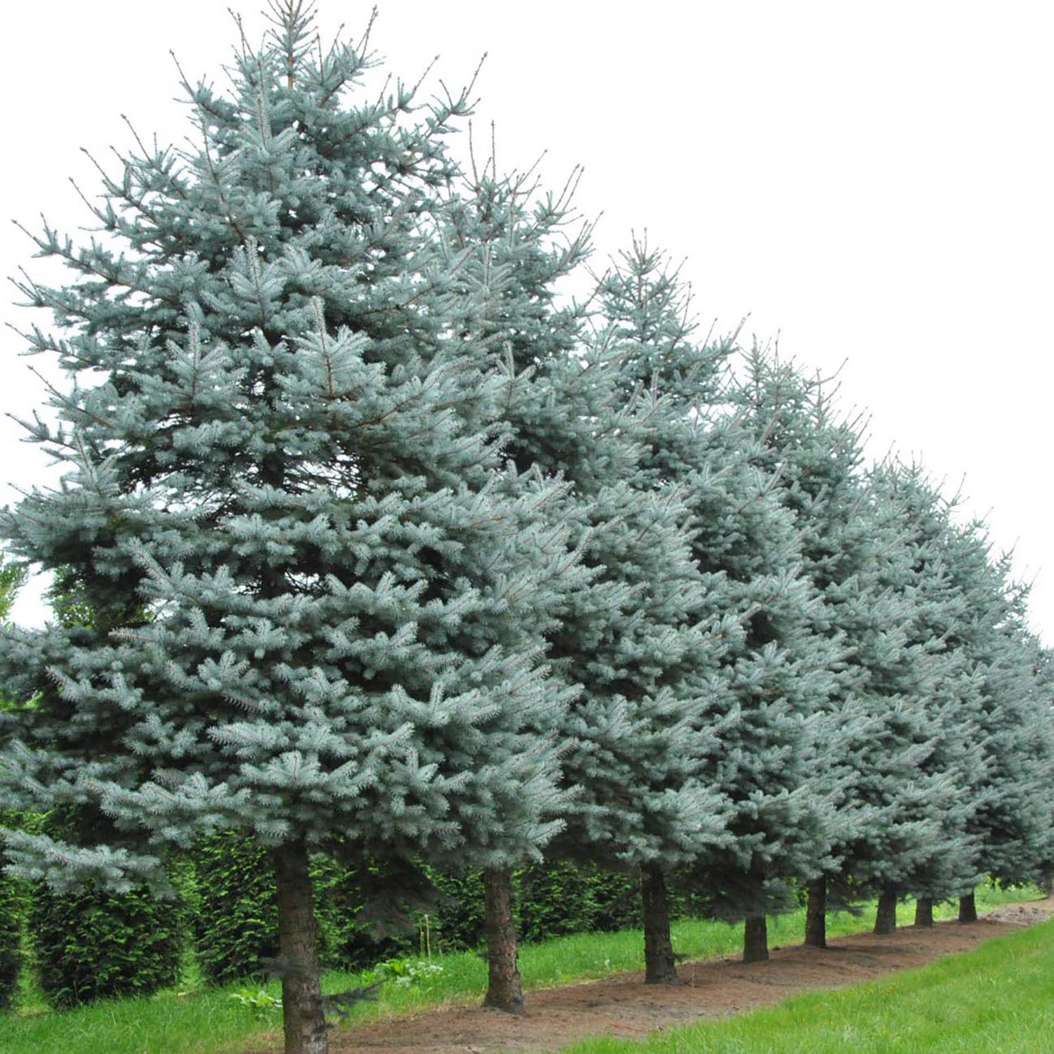 Molid Argintiu Blue Diamond - Image 5