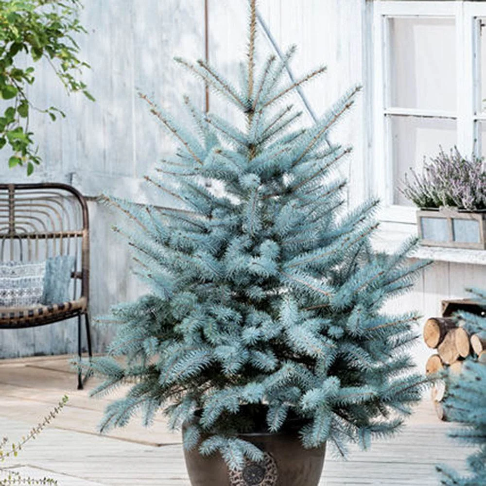 Molid Argintiu Blue Diamond - Image 6