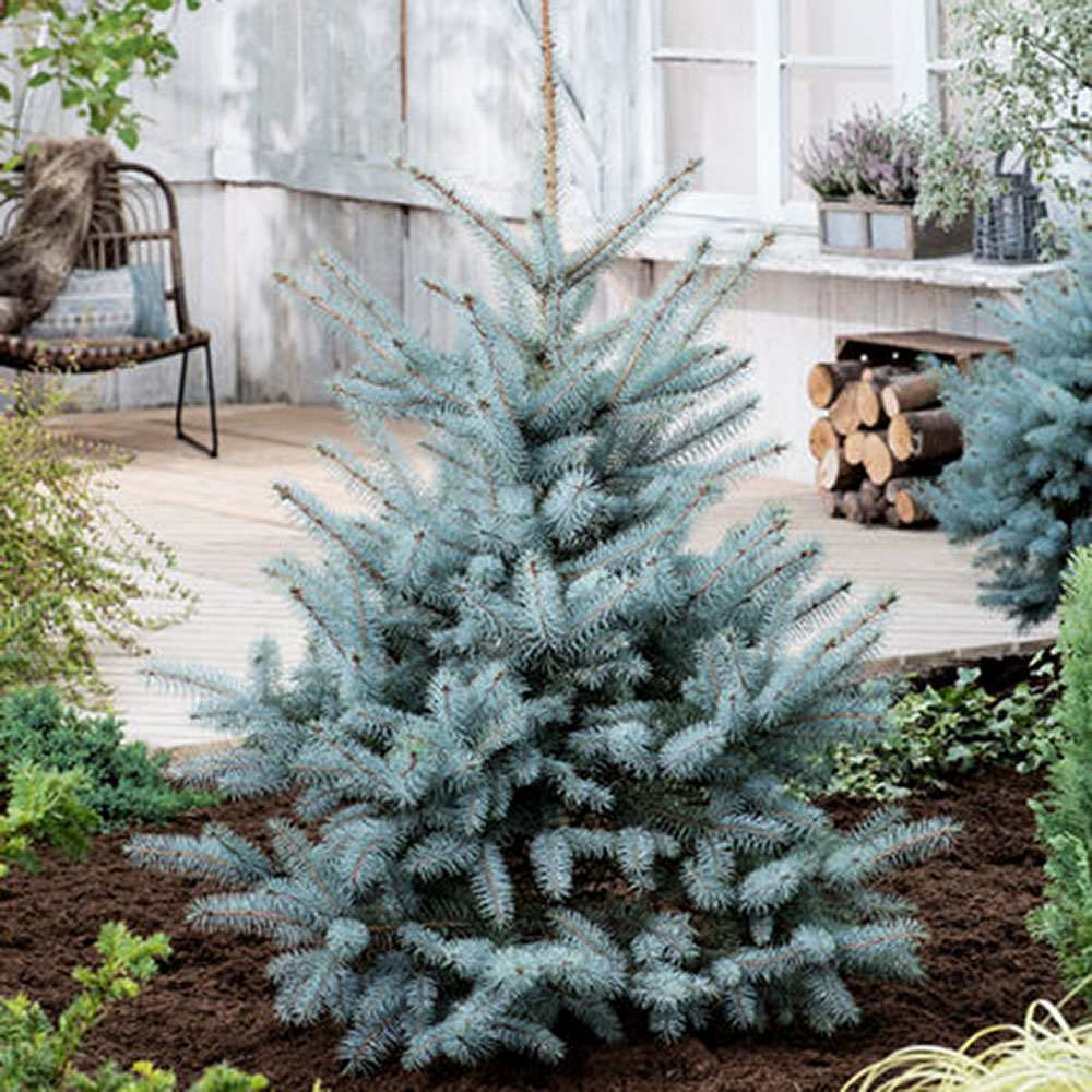 Molid Argintiu Blue Diamond - Image 7