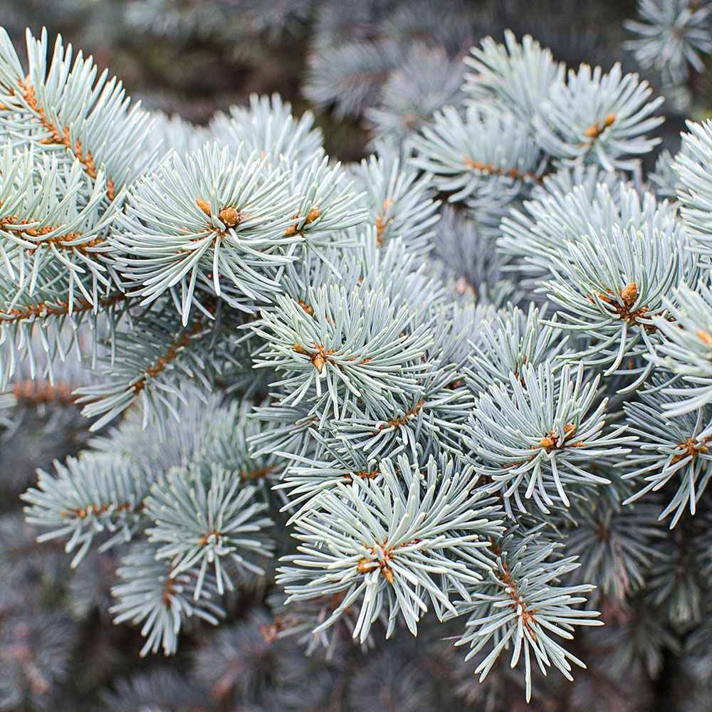 Molid Argintiu Blue Diamond - Image 9