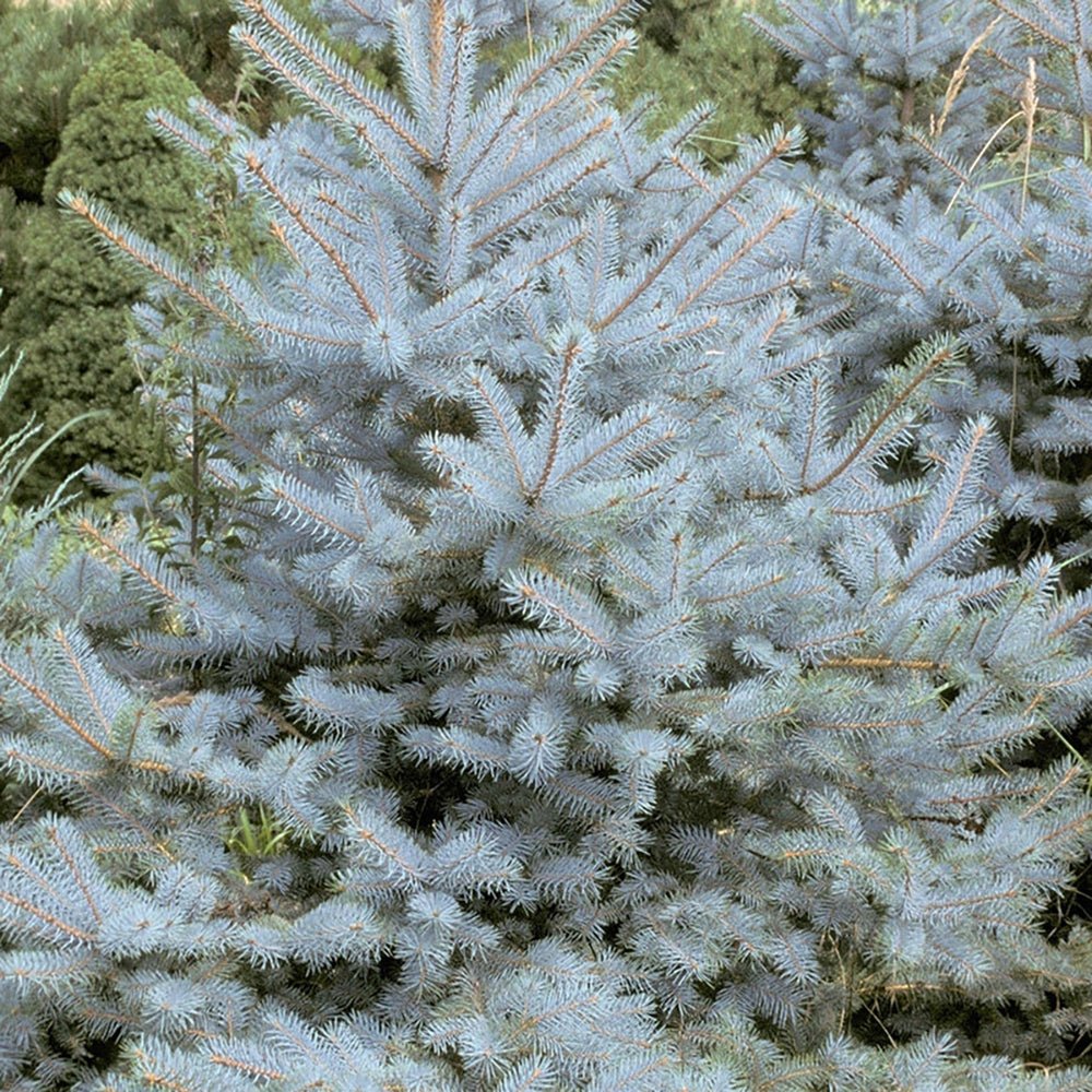 Molid Argintiu Edith, cu ace albastre-argintii - Image 3