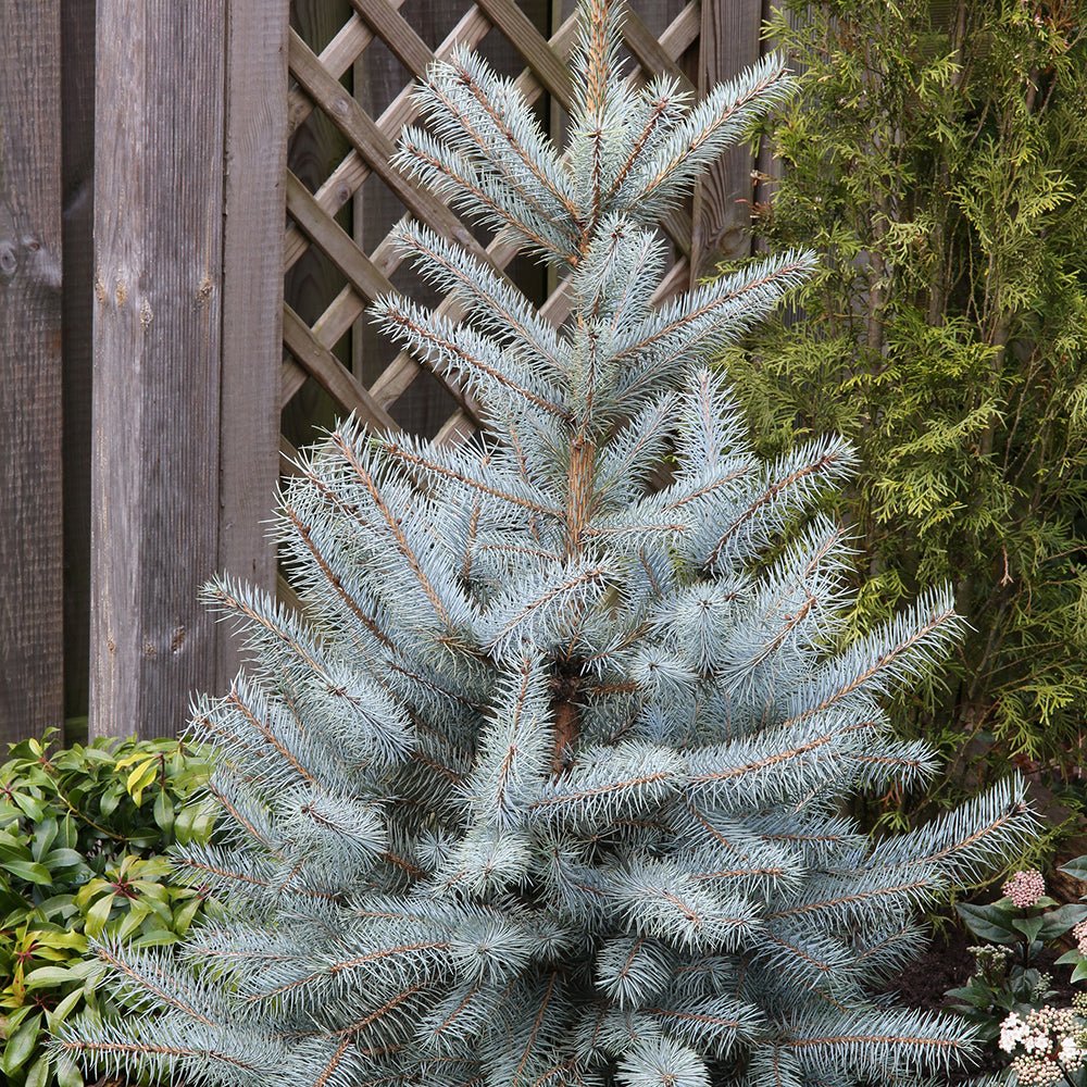 Molid Argintiu Edith, cu ace albastre-argintii - Image 4