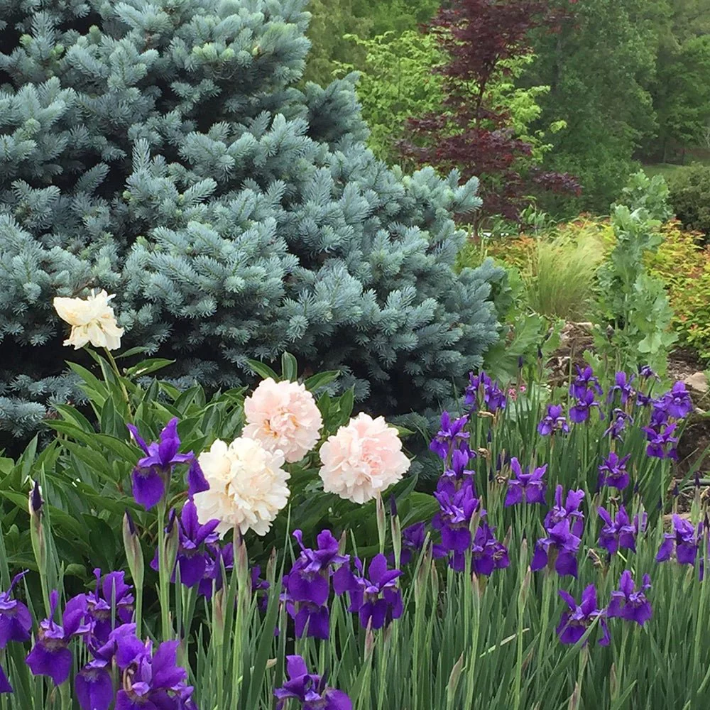 Molid Argintiu Edith, cu ace albastre-argintii - Image 6