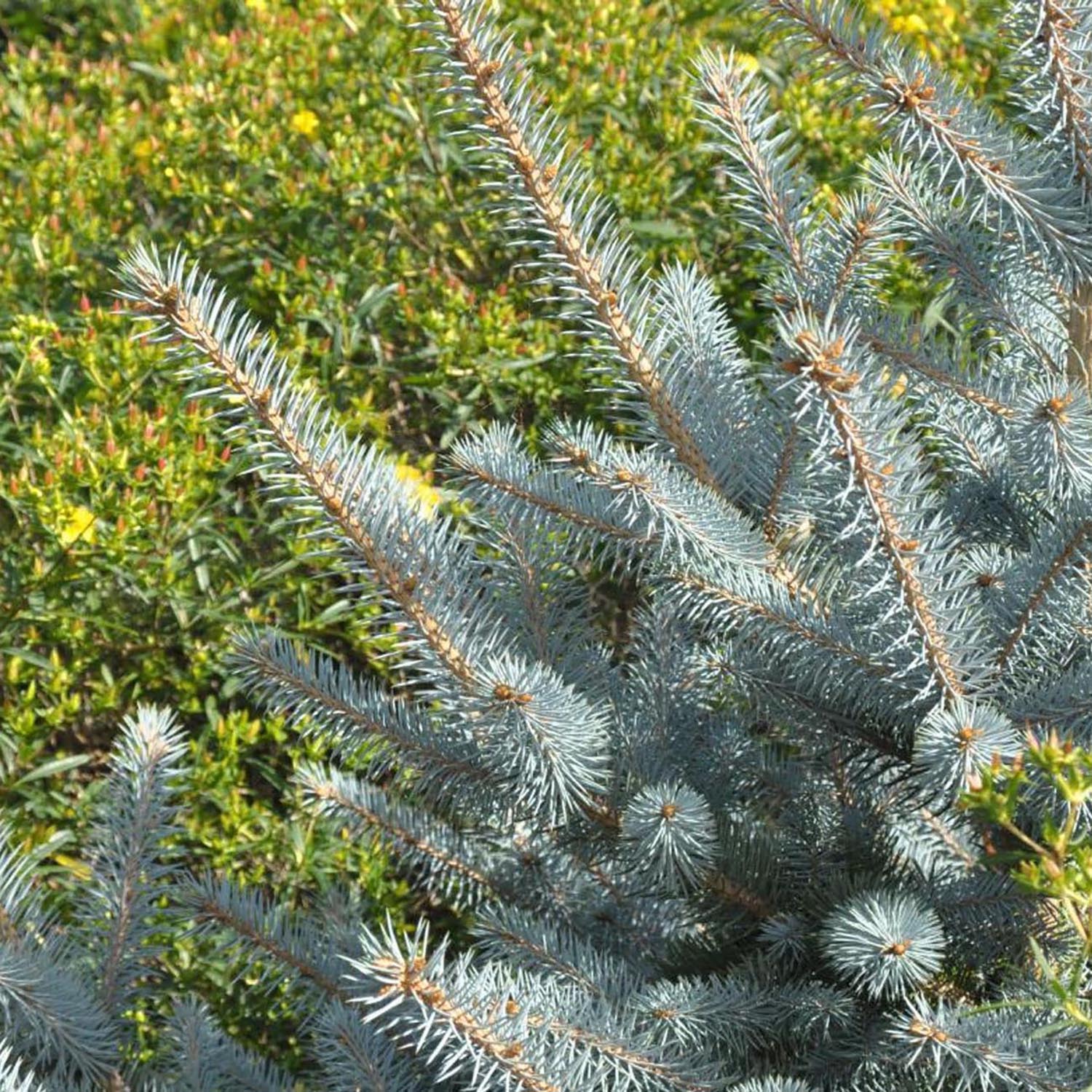 Molid Argintiu Edith, cu ace albastre-argintii - Image 7