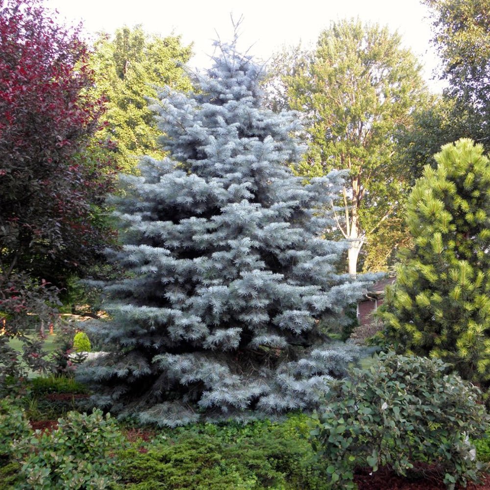 Molid Argintiu Fat Albert, cu ace argintii-albastre - Image 3