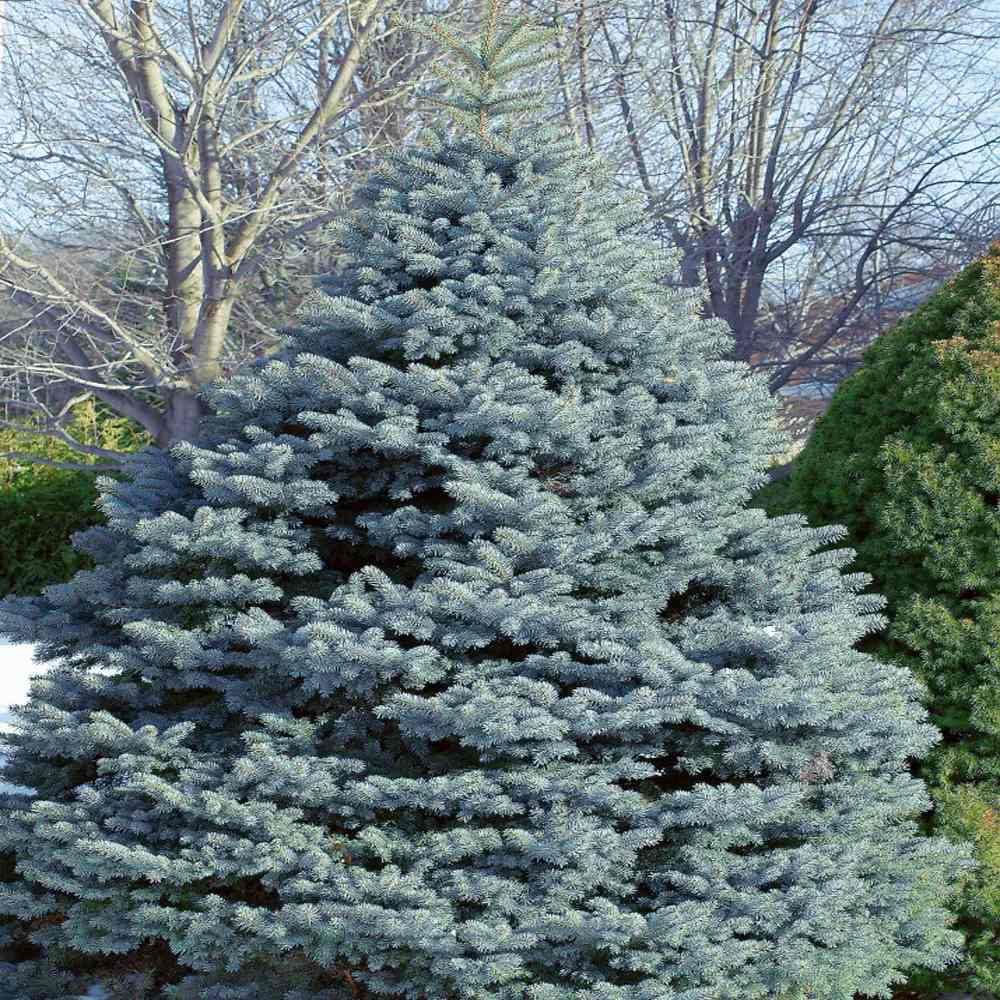 Molid Argintiu Fat Albert, cu ace argintii-albastre - Image 4