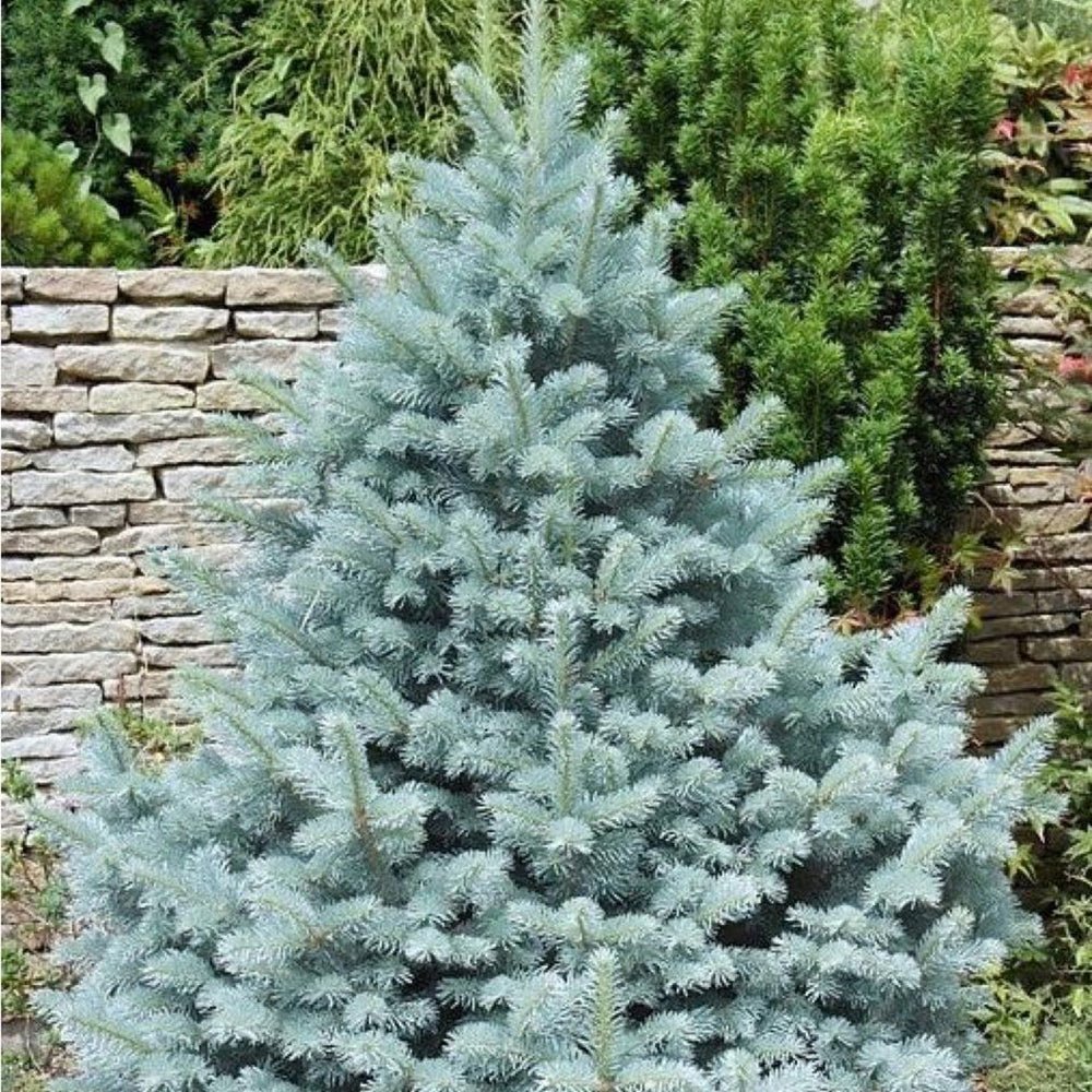 Molid Argintiu Fat Albert, cu ace argintii-albastre - Image 7