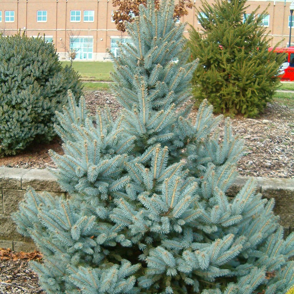 Molid Argintiu Fat Albert, cu ace argintii-albastre - Image 8