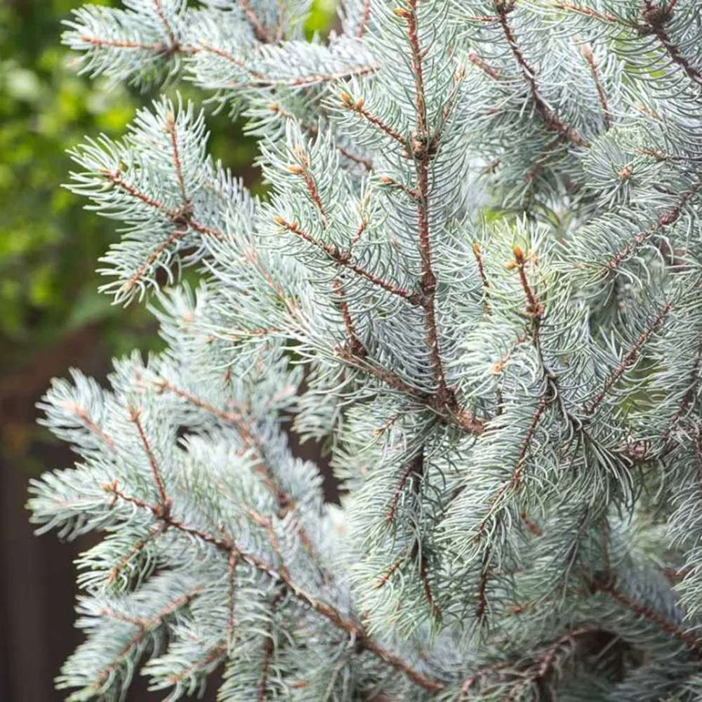 Molid Argintiu Fat Albert, cu ace argintii-albastre - Image 9