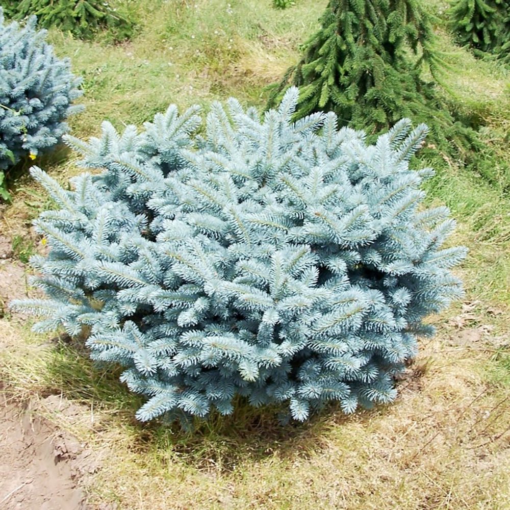 Molid Argintiu Pitic Globular (Glauca Globosa), cu ace albastre-argintii - Image 3